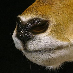 Red Lechwe Shoulder Mount Taxidermy Close Up