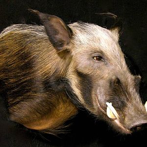 Shoulder Mount Bushpig Taxidermy