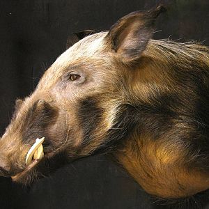 Shoulder Mount Bushpig Taxidermy