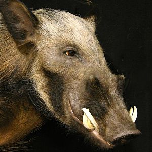 Shoulder Mount Bushpig Taxidermy