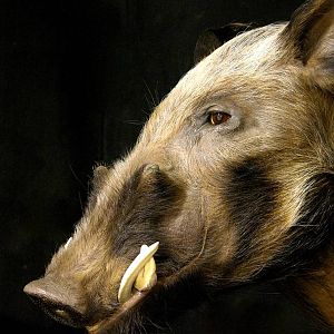 Shoulder Mount Bushpig Taxidermy