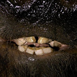 Shoulder Mount Bushpig Taxidermy Close Up