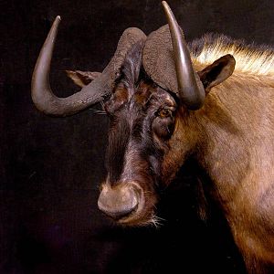 Black Wildebeest Shoulder Mount Taxidermy