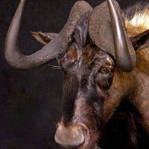 Black Wildebeest Shoulder Mount Taxidermy