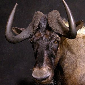 Black Wildebeest Shoulder Mount Taxidermy