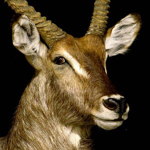 Waterbuck Shoulder Mount Taxidermy