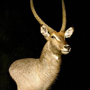 Waterbuck Shoulder Mount Taxidermy