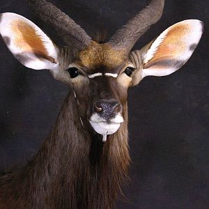 Shoulder Mount Nyala Taxidermy