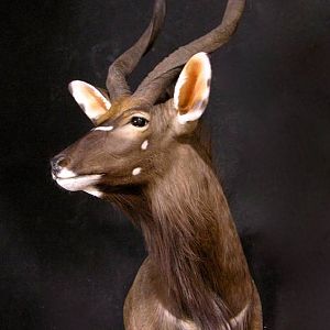 Shoulder Mount Nyala Taxidermy