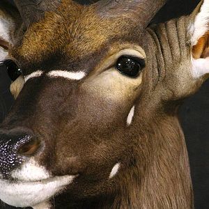 Shoulder Mount Nyala Taxidermy