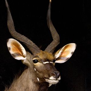 Shoulder Mount Nyala Taxidermy