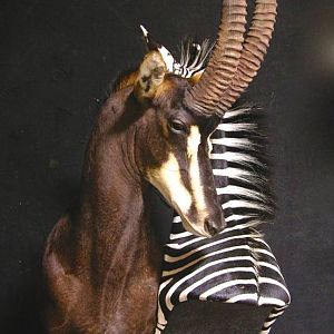 Sable & Zebra Pedestal Custom Base Taxidermy