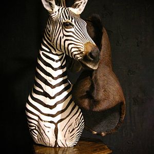 Sable & Zebra Pedestal Custom Base Taxidermy