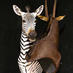 Sable & Zebra Pedestal Custom Base Taxidermy