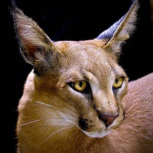 Caracal Full Mount Taxidermy