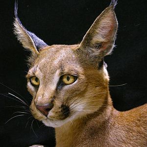 Caracal Full Mount Taxidermy