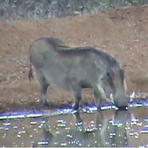 Warthog South Africa