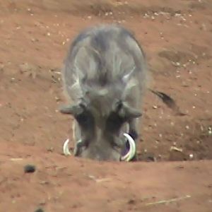 Warthog South Africa