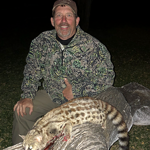 Hunt Genet Cat in South Africa