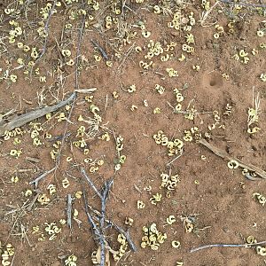 Seeds from trees