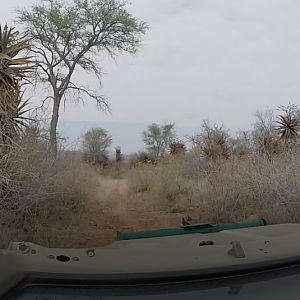 Aloe South Africa