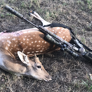 Fallow Deer Hunt