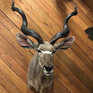 Kudu Shoulder Mount Taxidermy