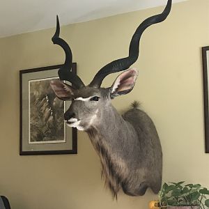 Kudu Shoulder Mount Taxidermy