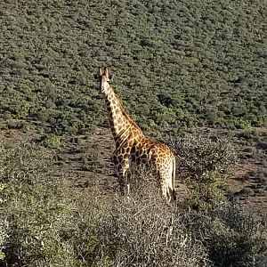 Giraffe South Africa