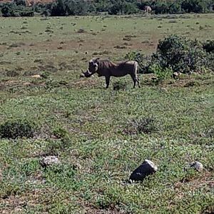 Warthog South Africa