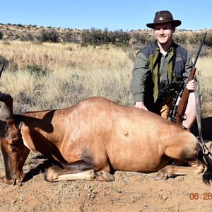 Red Hartebeest Hunting South Africa