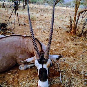 Gemsbok Hunt Namibia