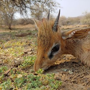 Namibia Hunt Damara Dik Dik