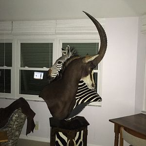 Sable & Hartmann's Mountain Zebra Shoulder Mounts Pedestal