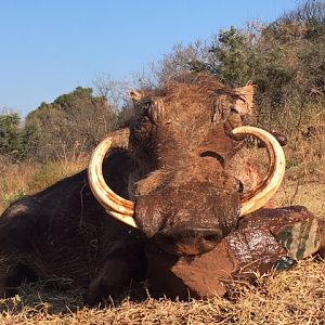 South Africa Hunt Warthog