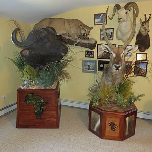 Cape Buffalo & Waterbuck Shoulder Mount Pedestal Taxidermy