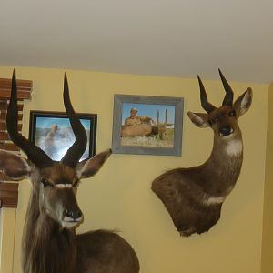 Bushbuck Shoulder Mount Taxidermy