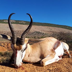 Hunt Springbok in South Africa