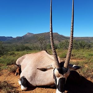 South Africa Hunting Gemsbok