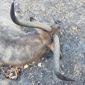 Tanzania Hunting Waterbuck