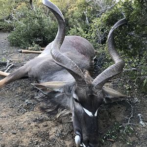 Kudu