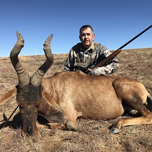 Hartebeest