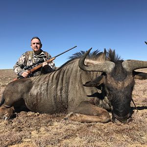 Blue Wildebeest