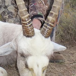 White Blesbok Hunt