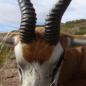 Hunting Springbok