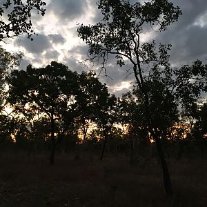 Beautiful evening out in the bush