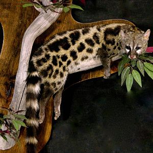 Genet Cat Full Mount Taxidermy