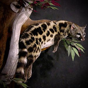 Genet Cat Full Mount Taxidermy