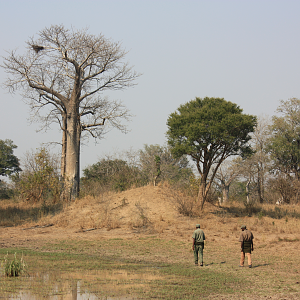 Cape Buffalo Hunt Mozambique