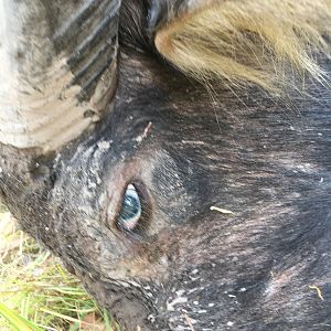 Asiatic Water Buffalo Hunt